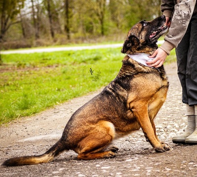 AIDA, Malinois-Mischling - Hündin
