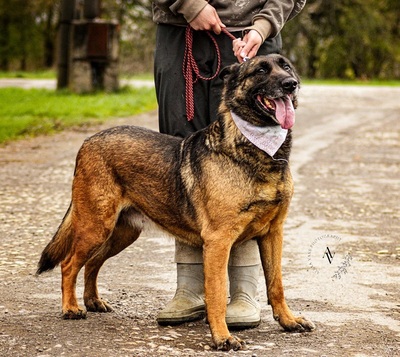 AIDA, Malinois-Mischling - Hündin