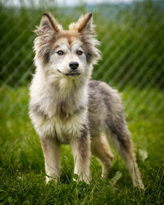 AIKO - R E S E R V I E R T !!!!! zutraulich, kontaktfreudig, anhänglich, verschmust, ruhiges Gemüt, freundlich, kuschelt gerne, liebt Spielzeug, neugierig, Mischling - Rüde