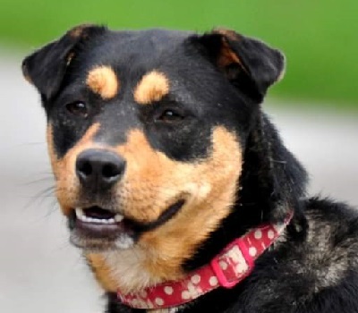 AIRA, Mischling - Hündin