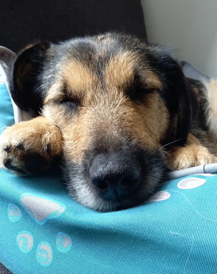 AISHA Resa, Schnauzermix - Hündin