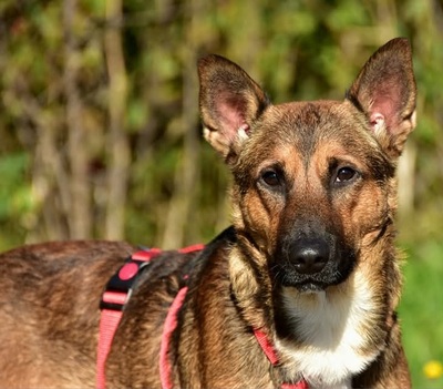 AJAX, Mischling - Rüde