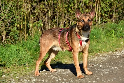 AJAX, Mischling - Rüde