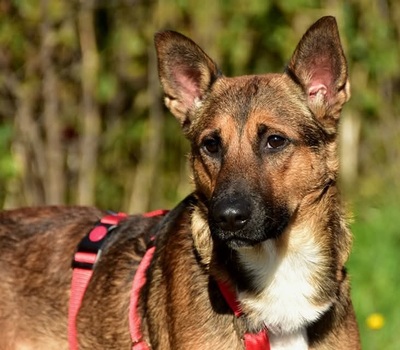 AJAX, Mischling - Rüde