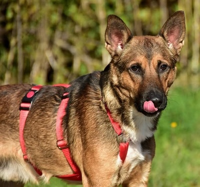 AJAX, Mischling - Rüde
