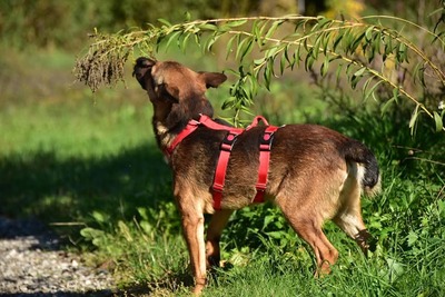 AJAX, Mischling - Rüde
