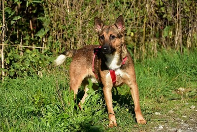 AJAX, Mischling - Rüde