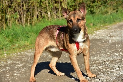AJAX, Mischling - Rüde