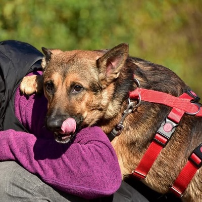 AJAX, Mischling - Rüde