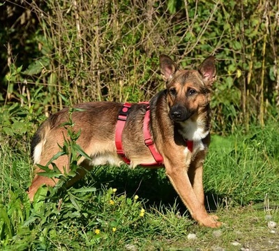 AJAX, Mischling - Rüde