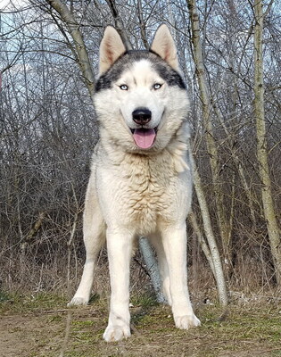 AKELA - freundlich, bewegungsfreudig, kooperativ, gelehrig, anfangs ein wenig ängstlich, Husky - Rüde