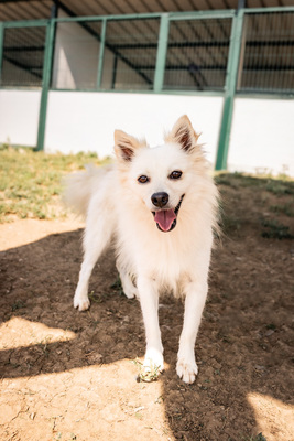 AKI - R E S E R V I E R T !!!!! verschmust, verspielt, bewegungsfreudig, menschenbezogen, ausgeglichen, Spitz - Rüde