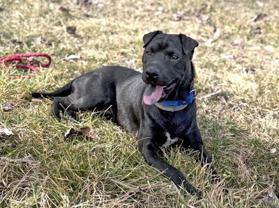 AKI - sehr freundlich, liebenswert, umgänglich, aufmerksam, neugierig, klug, lebhaft, katzenverträglich, Shar Pei Mischling (Video-Link vorhanden) - Betreuungsplatz NÖ - Rüde