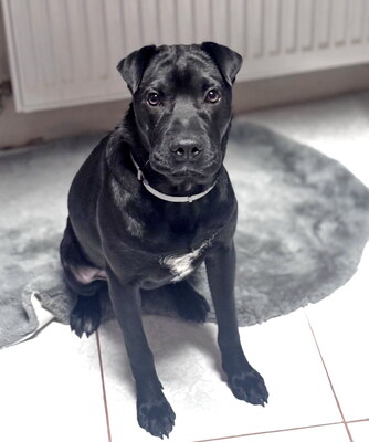 AKI - sehr freundlich, liebenswert, umgänglich, aufmerksam, neugierig, klug, lebhaft, katzenverträglich