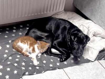 AKI - sehr freundlich, liebenswert, umgänglich, aufmerksam, neugierig, klug, lebhaft, katzenverträglich, Shar Pei Mischling (Video auf HP) - Betreuungsplatz NÖ - Rüde