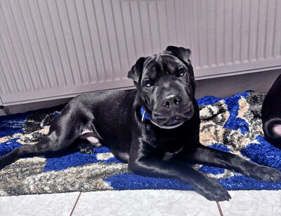 AKI - sehr freundlich, liebenswert, umgänglich, aufmerksam, neugierig, klug, lebhaft, katzenverträglich, Shar Pei Mischling (Video auf HP) - Betreuungsplatz NÖ - Rüde