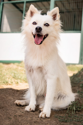 AKI - verschmust, verspielt, bewegungsfreudig, menschenbezogen, ausgeglichen