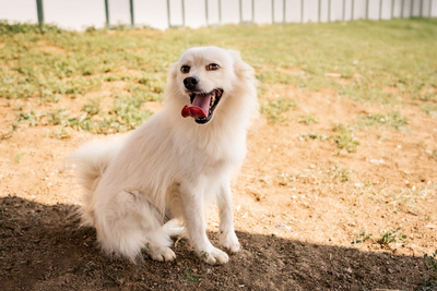 AKI - verschmust, verspielt, bewegungsfreudig, menschenbezogen, ausgeglichen, Spitz (Video-Link vorhanden) - Rüde