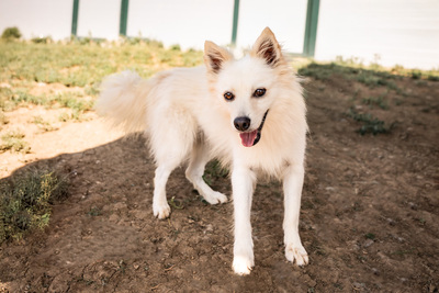 AKI - verschmust, verspielt, bewegungsfreudig, menschenbezogen, ausgeglichen, Spitz (Video-Link vorhanden) - Rüde