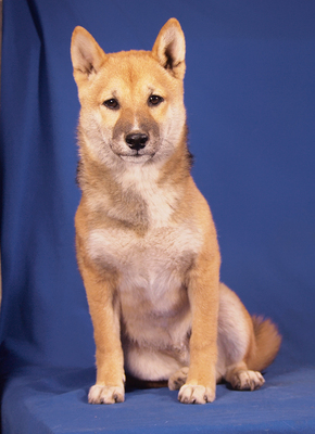 AKIKO - R E S E R V I E R T !!!!! sensibel, sehr lieb, sanft, überaus anhänglich, neugierig, fröhlich, klug, katzenverträglich, anfangs vorsichtig, Shiba Inu Welpen - Rüde