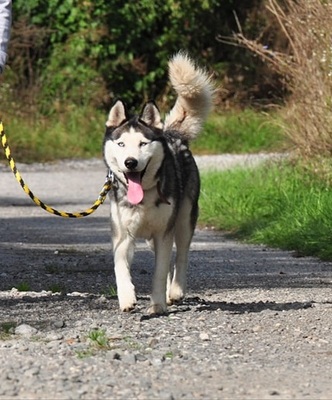 AKIM C51, Husky-Mischling - Rüde