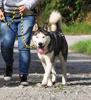 AKIM C51, Husky-Mischling - Rüde