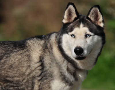 AKIM C51, Husky-Mischling - Rüde