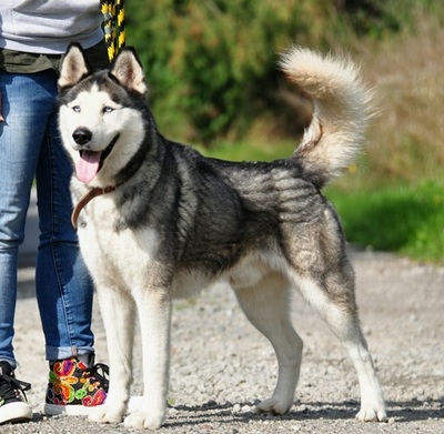 AKIM C51, Husky-Mischling - Rüde