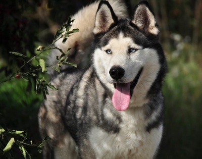 AKIM C51, Husky-Mischling - Rüde