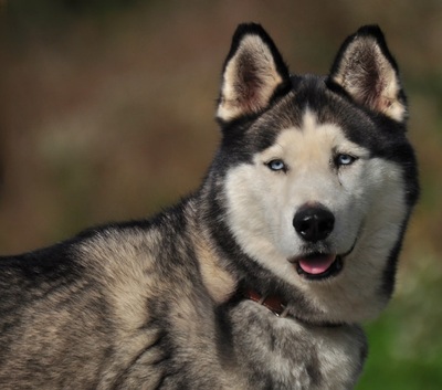 AKIM C51, Husky-Mischling - Rüde