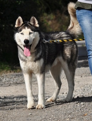 AKIM C51, Husky-Mischling - Rüde