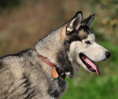 AKIM C51, Husky-Mischling - Rüde