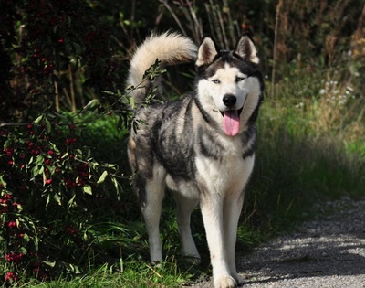 AKIM C51, Husky-Mischling - Rüde