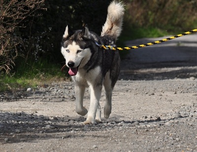 AKIM C51, Husky-Mischling - Rüde