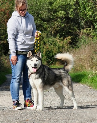 AKIM C51, Husky-Mischling - Rüde