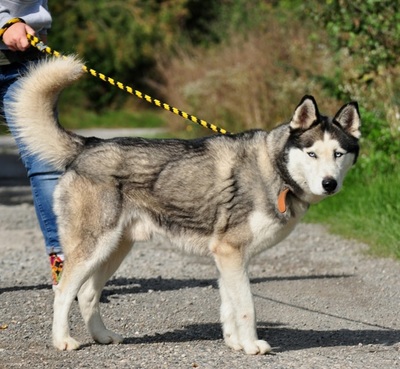 AKIM C51, Husky-Mischling - Rüde