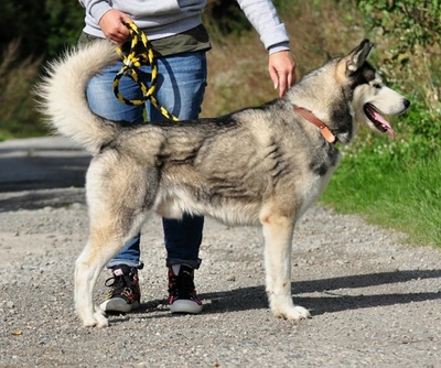 AKIM C51, Husky-Mischling - Rüde