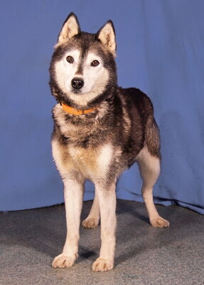 AKIRA - sehr freundlich und menschenbezogen, sehr bewegungsfreudig, manchmal etwas dickköpfig, Husky - Hündin