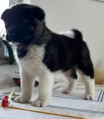 AKITA INU Welpen - Hündin