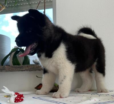 AKITA INU Welpen - Hündin