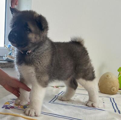 AKITA INU Welpen - Hündin