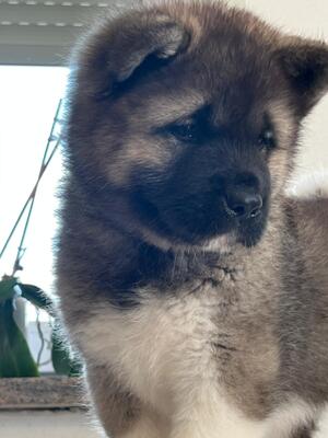 AKITA INU Welpen - Hündin