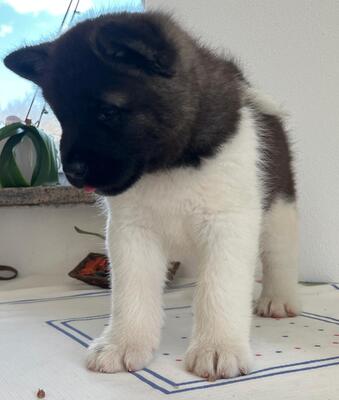 AKITA INU Welpen - Hündin