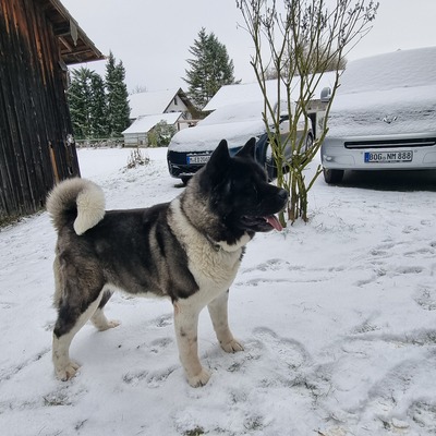 AKITA INU Welpen - Hündin