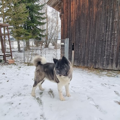 AKITA INU Welpen - Hündin