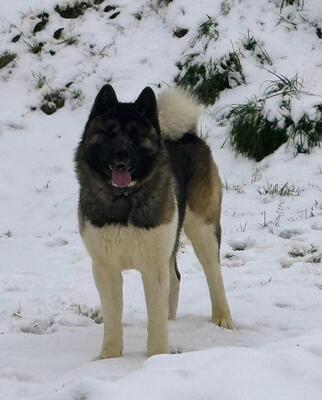 AKITA INU Welpen - Hündin