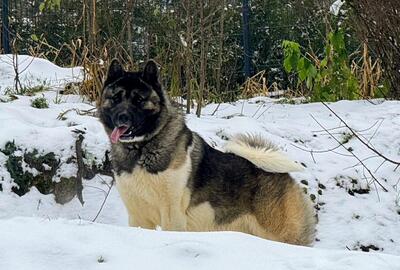 AKITA INU Welpen - Hündin