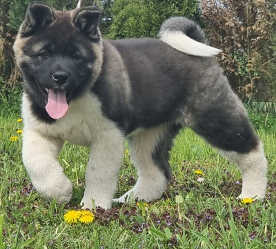 AKITA INU Welpen - Hündin