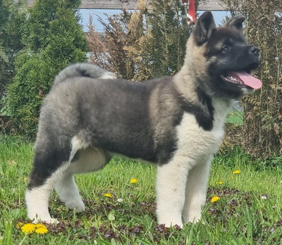 AKITA INU Welpen - Hündin
