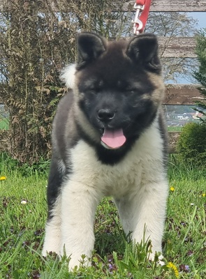 AKITA INU Welpen - Hündin